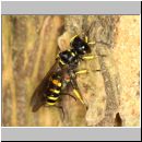 Ectemnius cephalotes - Grabwespe - Osnabrueck-Menslage - Wald - beim Nesteintrag 01a.jpg